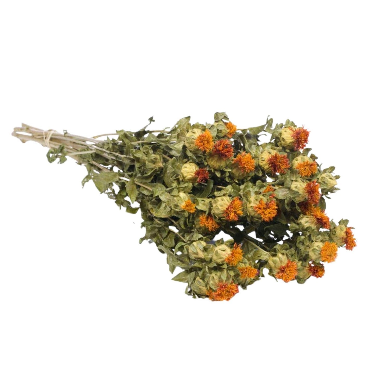 Dried Flowers - Carthamus Orange