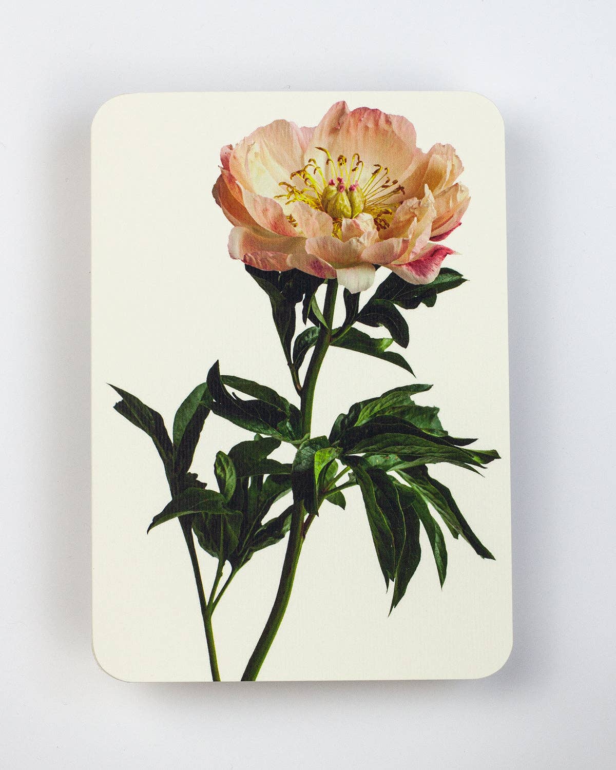 Peony Greeting Card