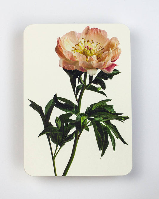 Peony Greeting Card