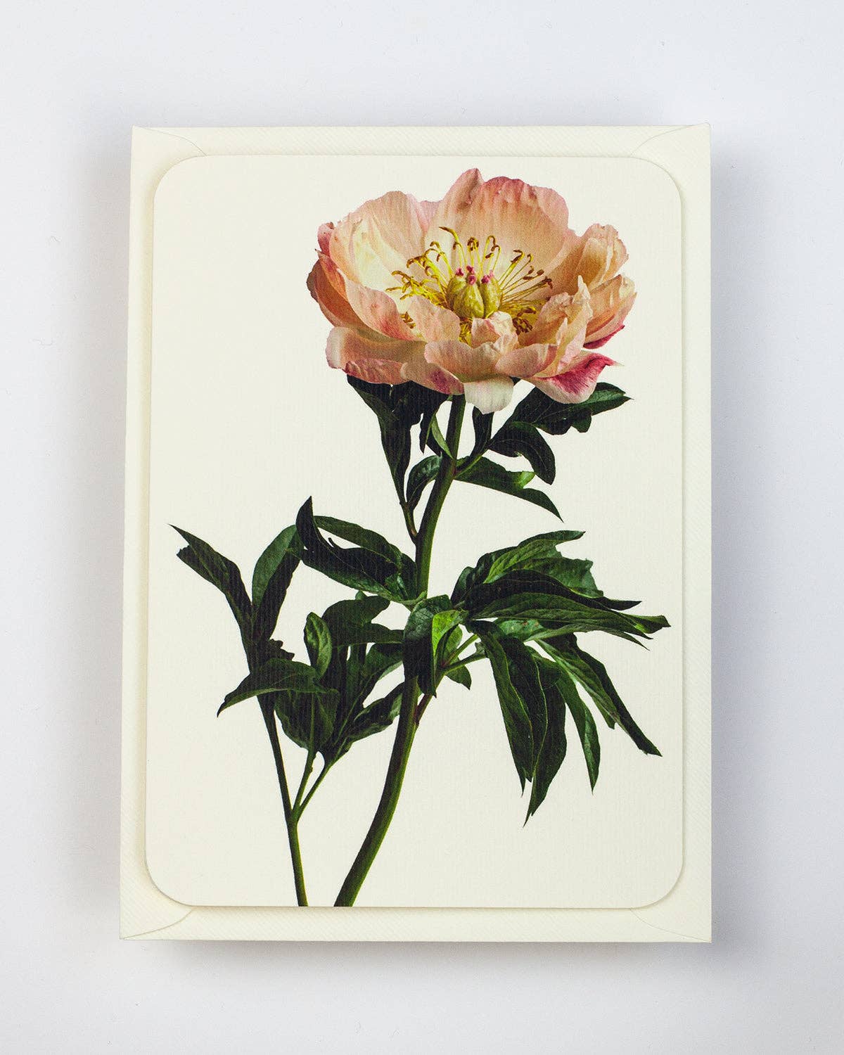 Peony Greeting Card