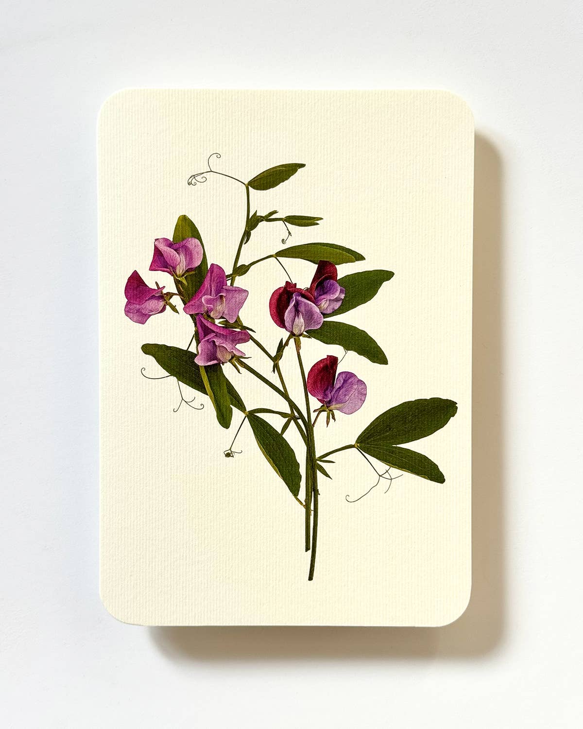 Violet Sweet Peas Greeting Card