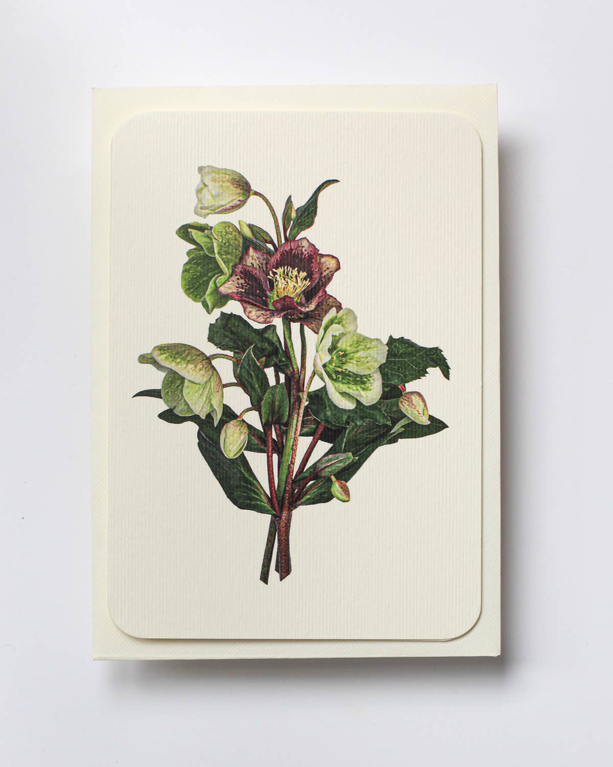 Posy of Hellebore Greeting Card