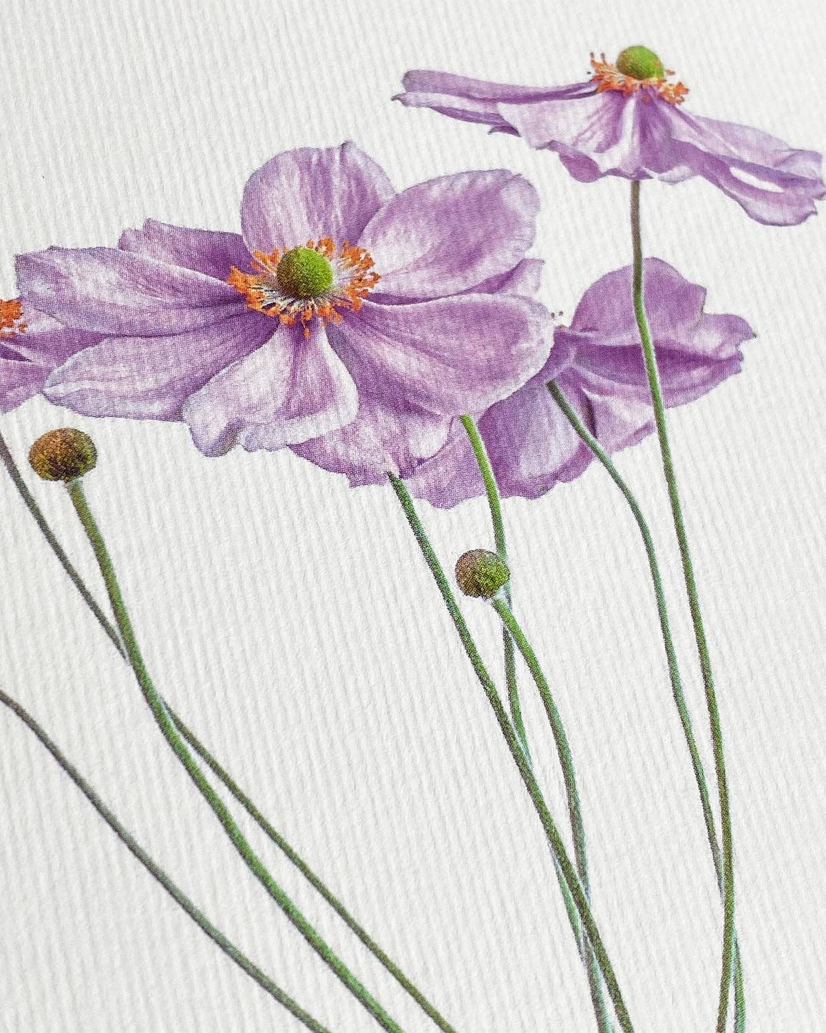 Anemone Greeting Card