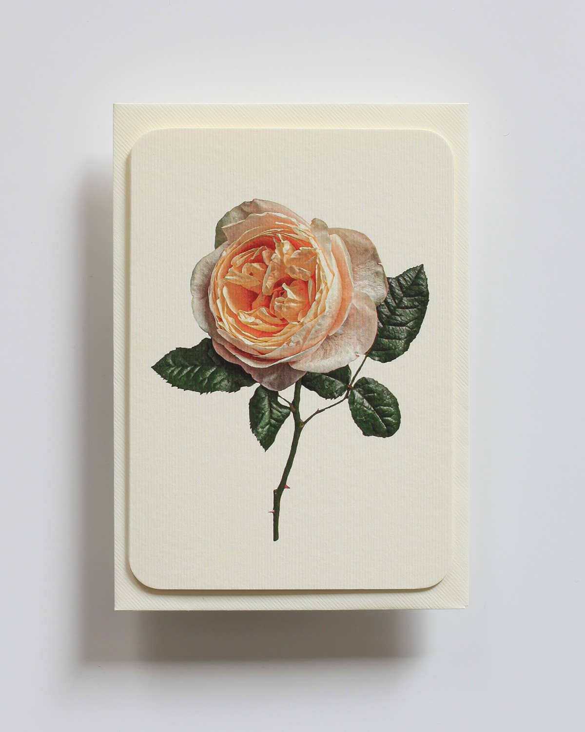 Soft Peach Rose Greeting Card