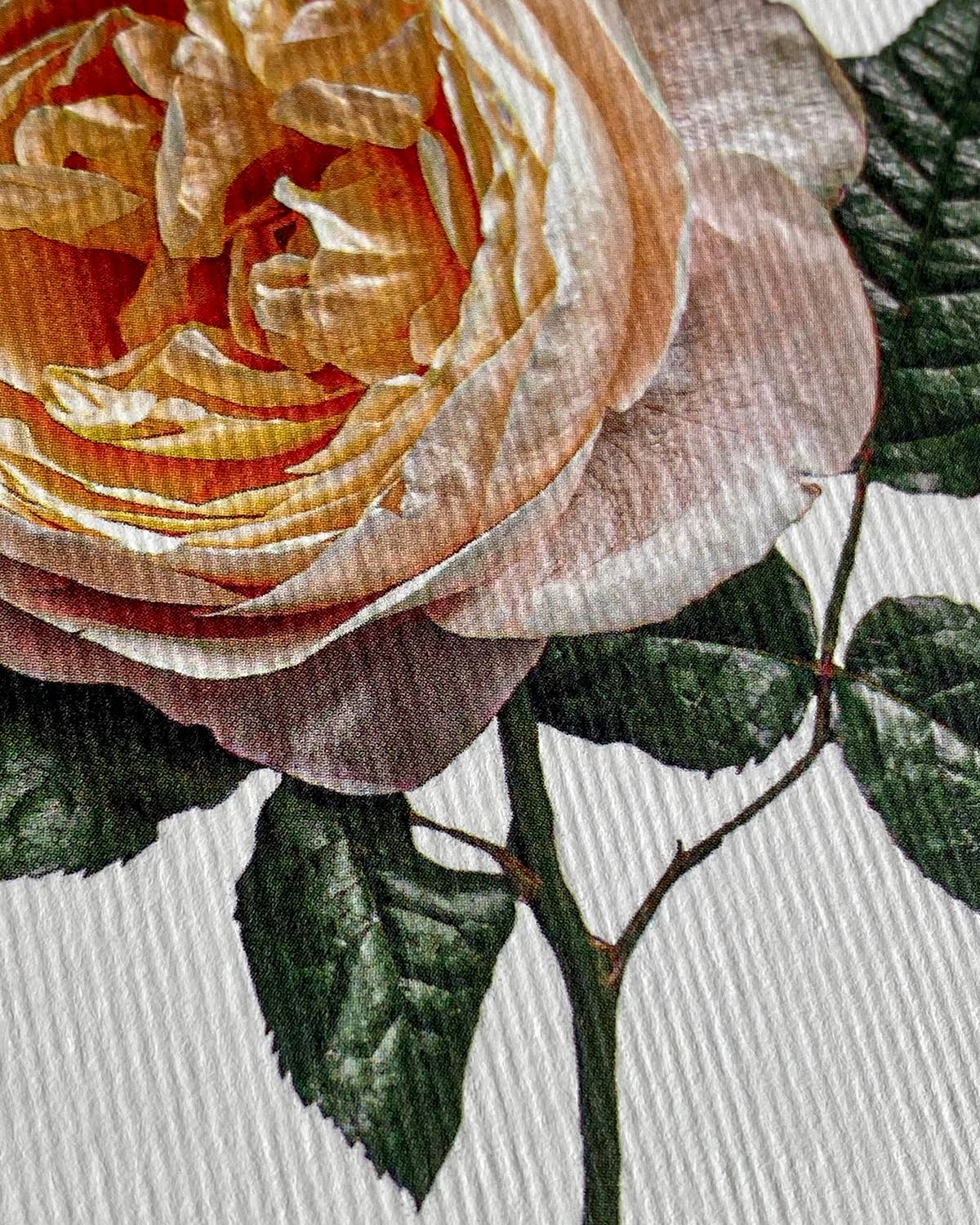 Soft Peach Rose Greeting Card