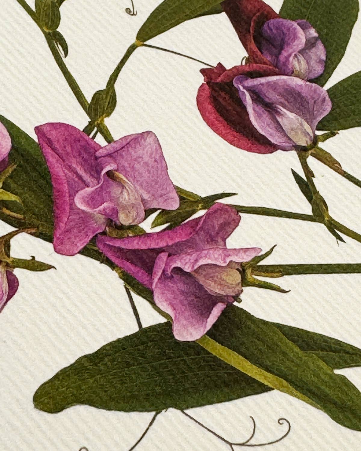 Violet Sweet Peas Greeting Card