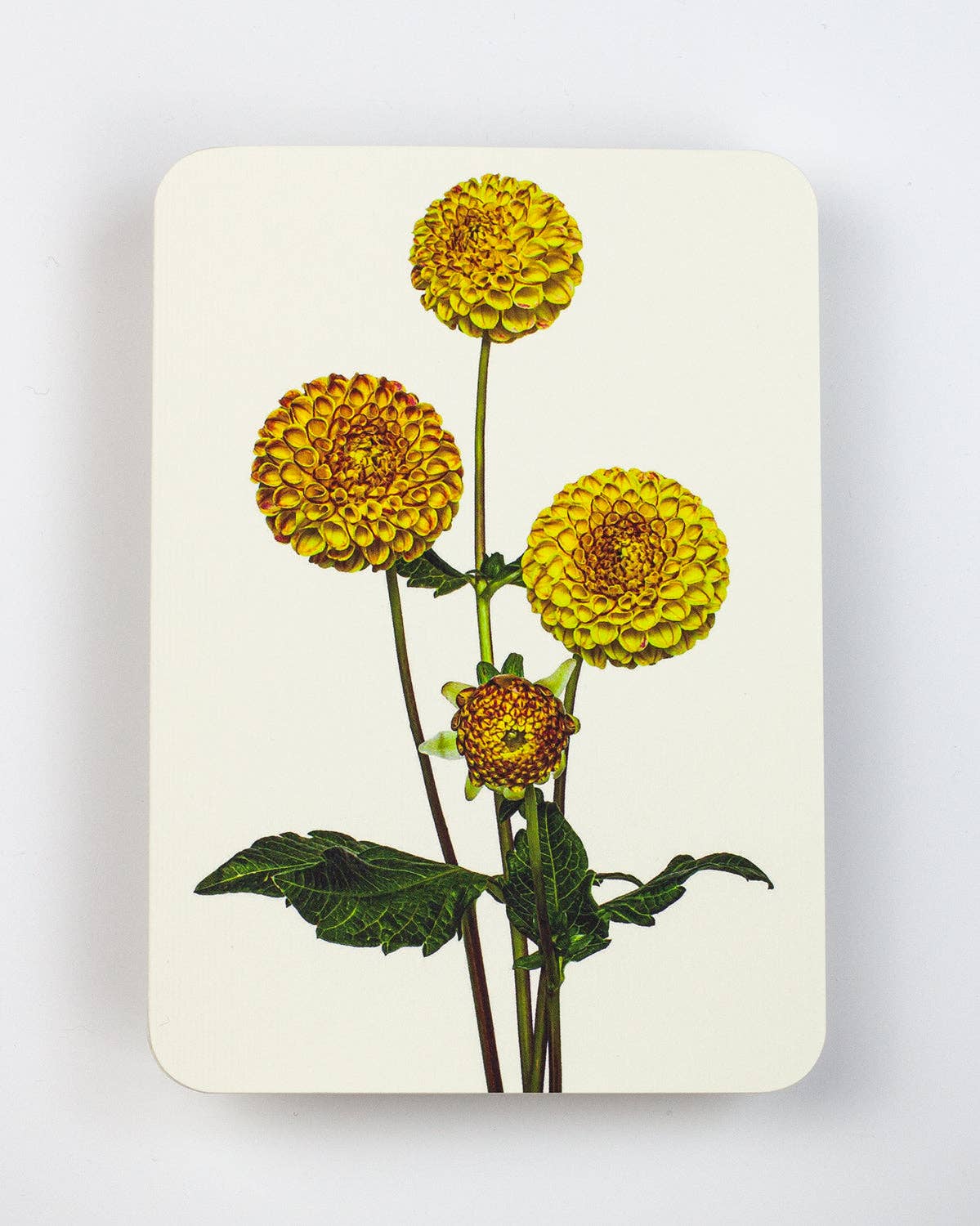 Dahlia Greeting Card