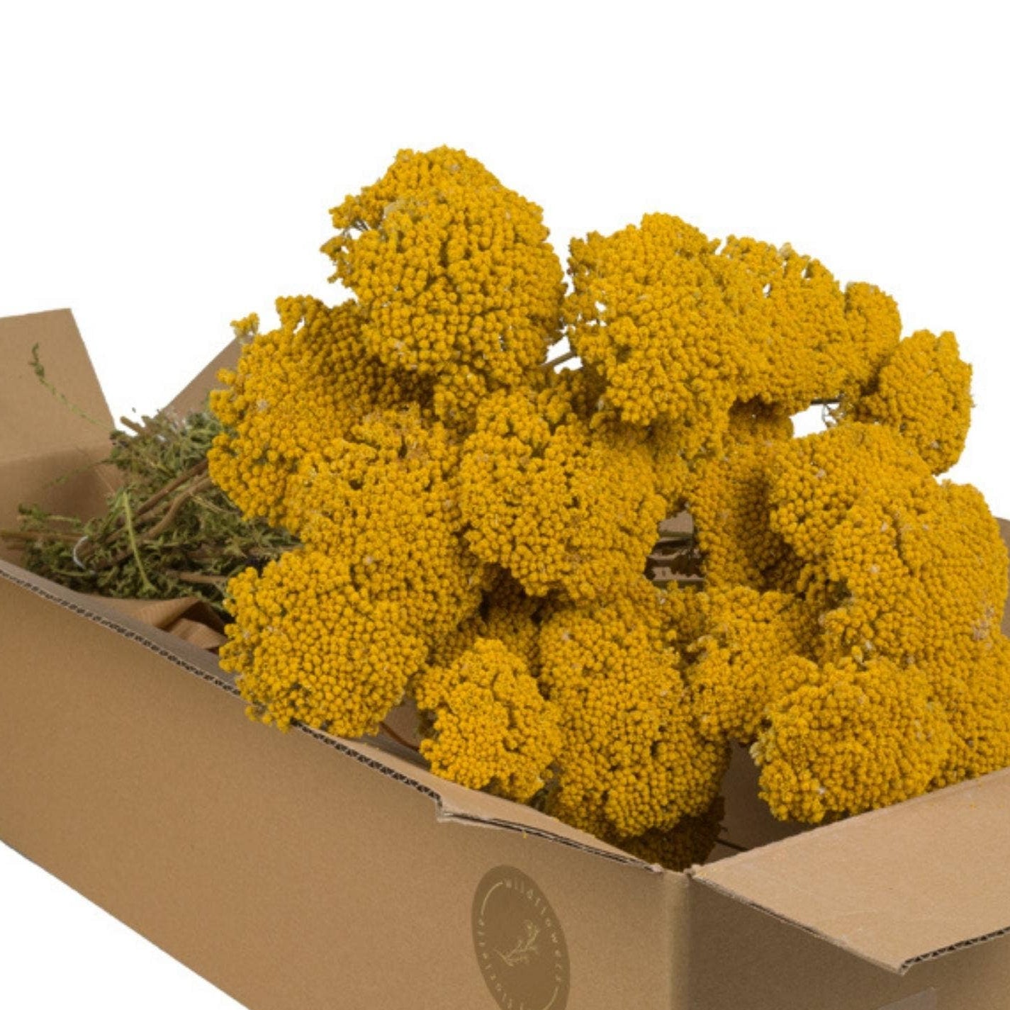 Dried Flowers - Achillea Natural