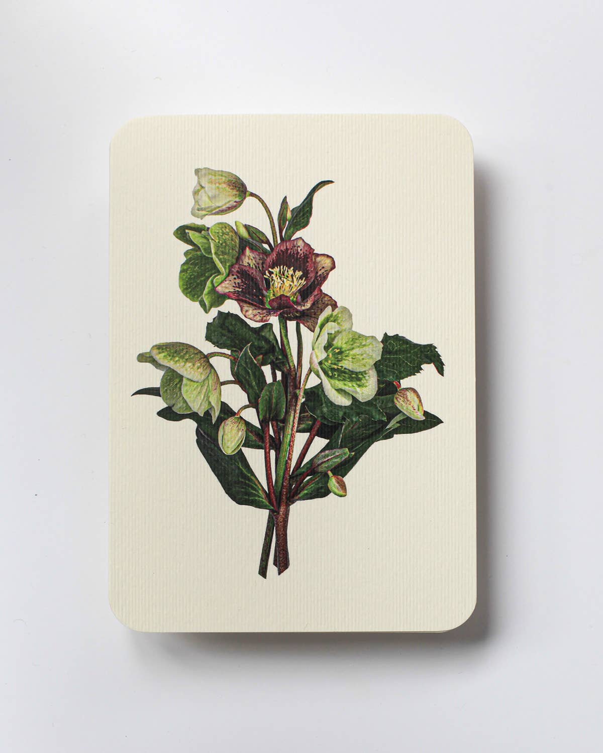 Posy of Hellebore Greeting Card