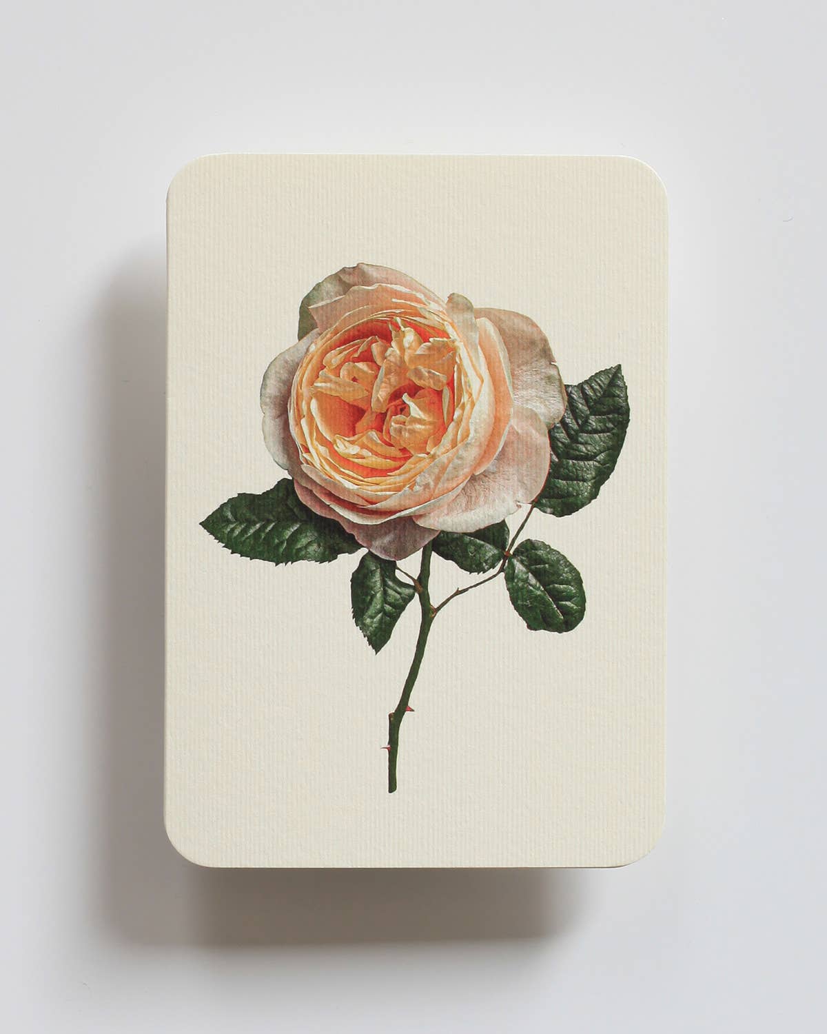 Soft Peach Rose Greeting Card