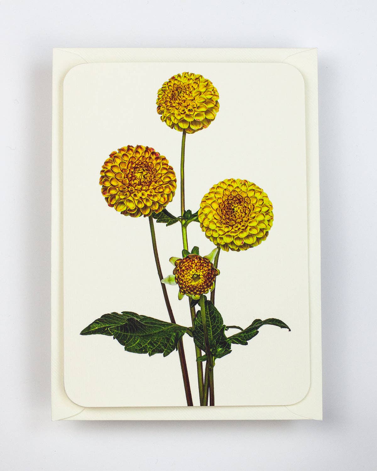 Dahlia Greeting Card