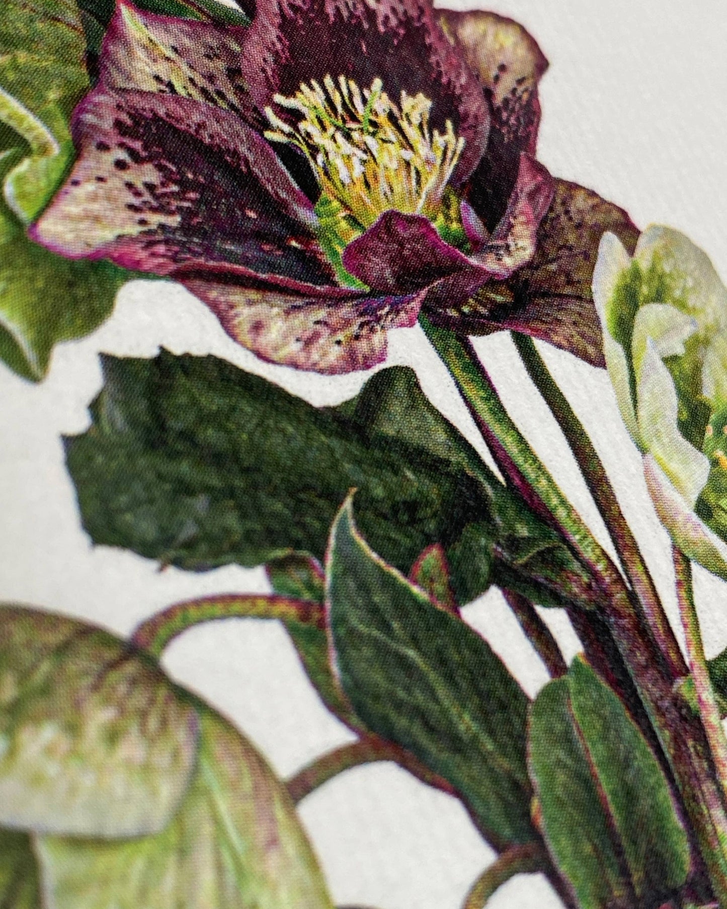 Posy of Hellebore Greeting Card