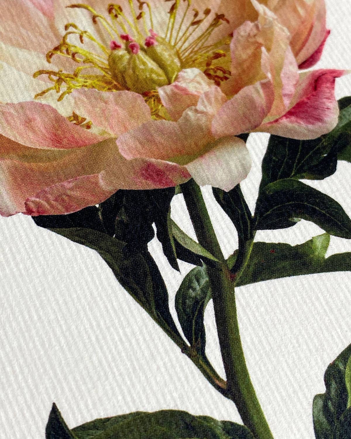 Peony Greeting Card